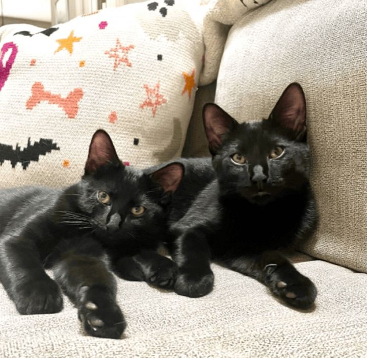 Bowie & Bobby, an adoptable Domestic Short Hair in Westbrook, CT_image-2