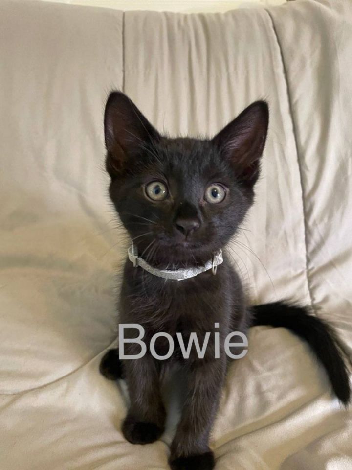 Bowie & Bobby, an adopted Domestic Short Hair in Westbrook, CT_image-3