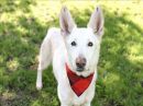 RADAR's profile on Petfinder.com