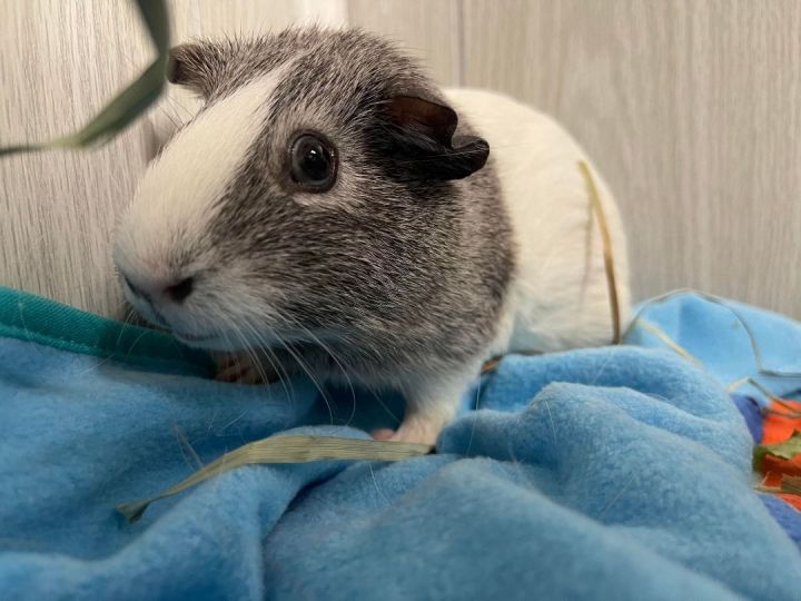Ladybug, an adoptable Guinea Pig in Troy, AL_image-1