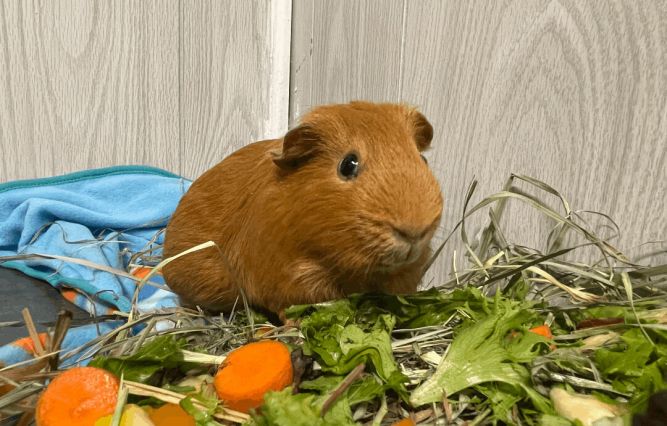 Caramel