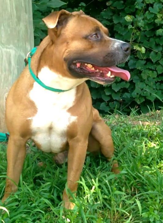 Rowdy, an adoptable Boxer in Westminster, SC, 29693 | Photo Image 3