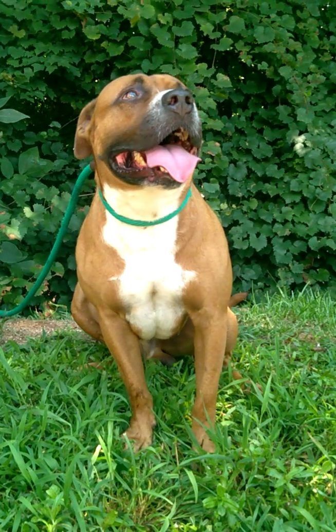 Rowdy, an adoptable Boxer Mix in Westminster, SC_image-3