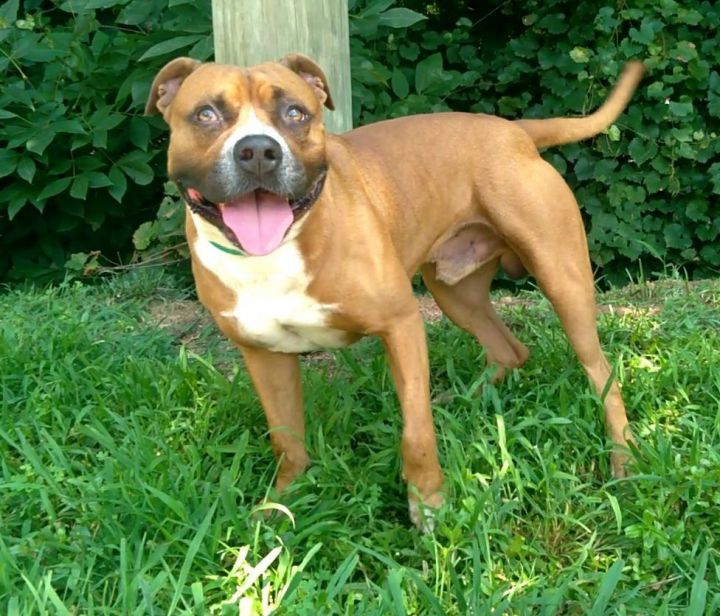 Rowdy, an adoptable Boxer Mix in Westminster, SC_image-4