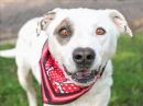 LUKE's profile on Petfinder.com