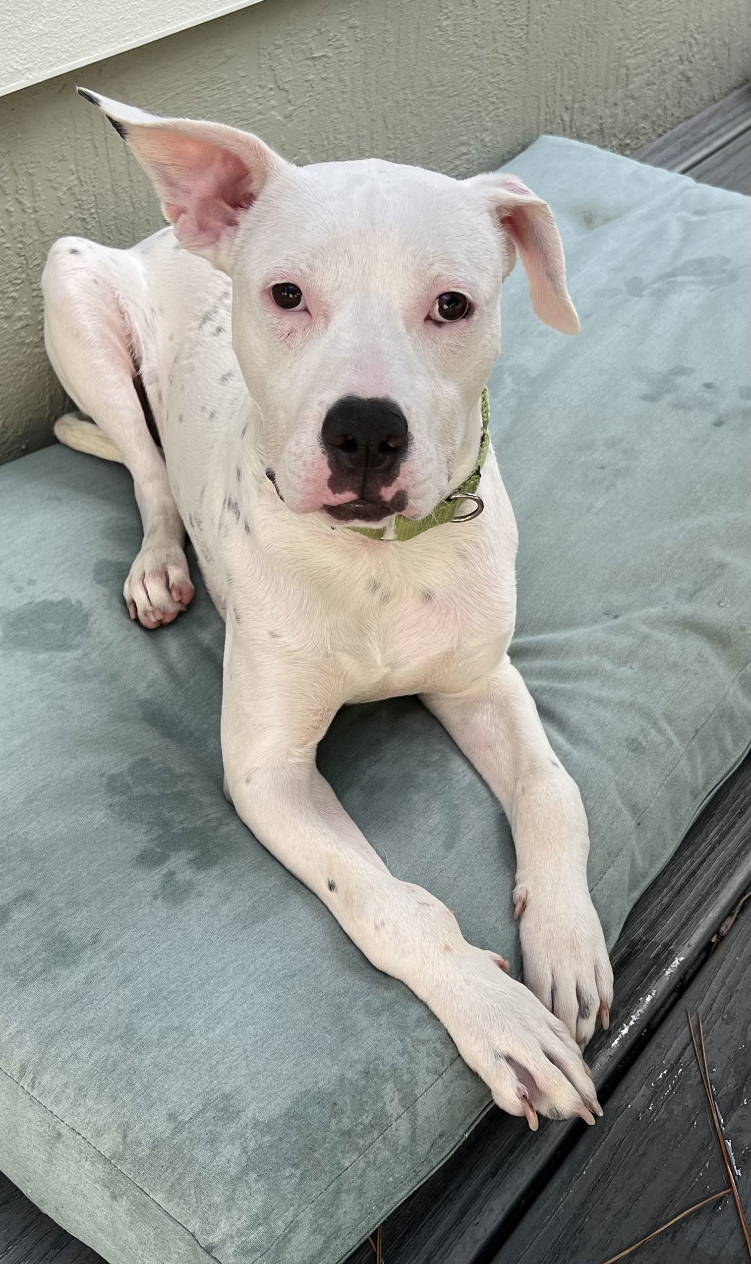 Floppy, an adoptable Terrier in Royal Palm Beach, FL, 33411 | Photo Image 1