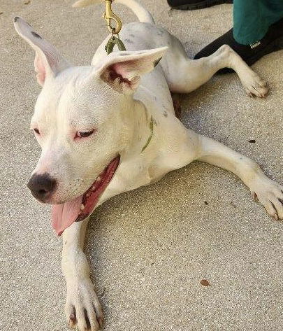 Floppy, an adoptable Terrier in Royal Palm Beach, FL, 33411 | Photo Image 2