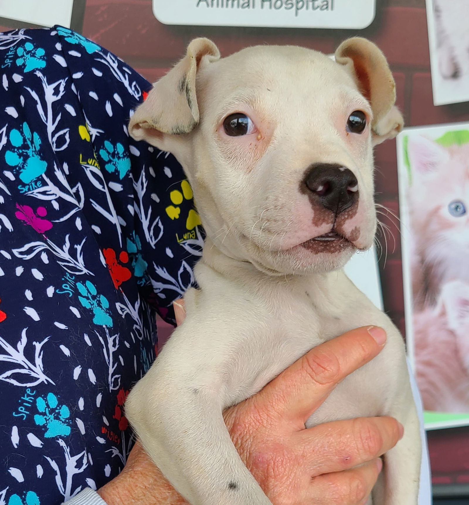 Floppy, an adoptable Terrier in Royal Palm Beach, FL, 33411 | Photo Image 3