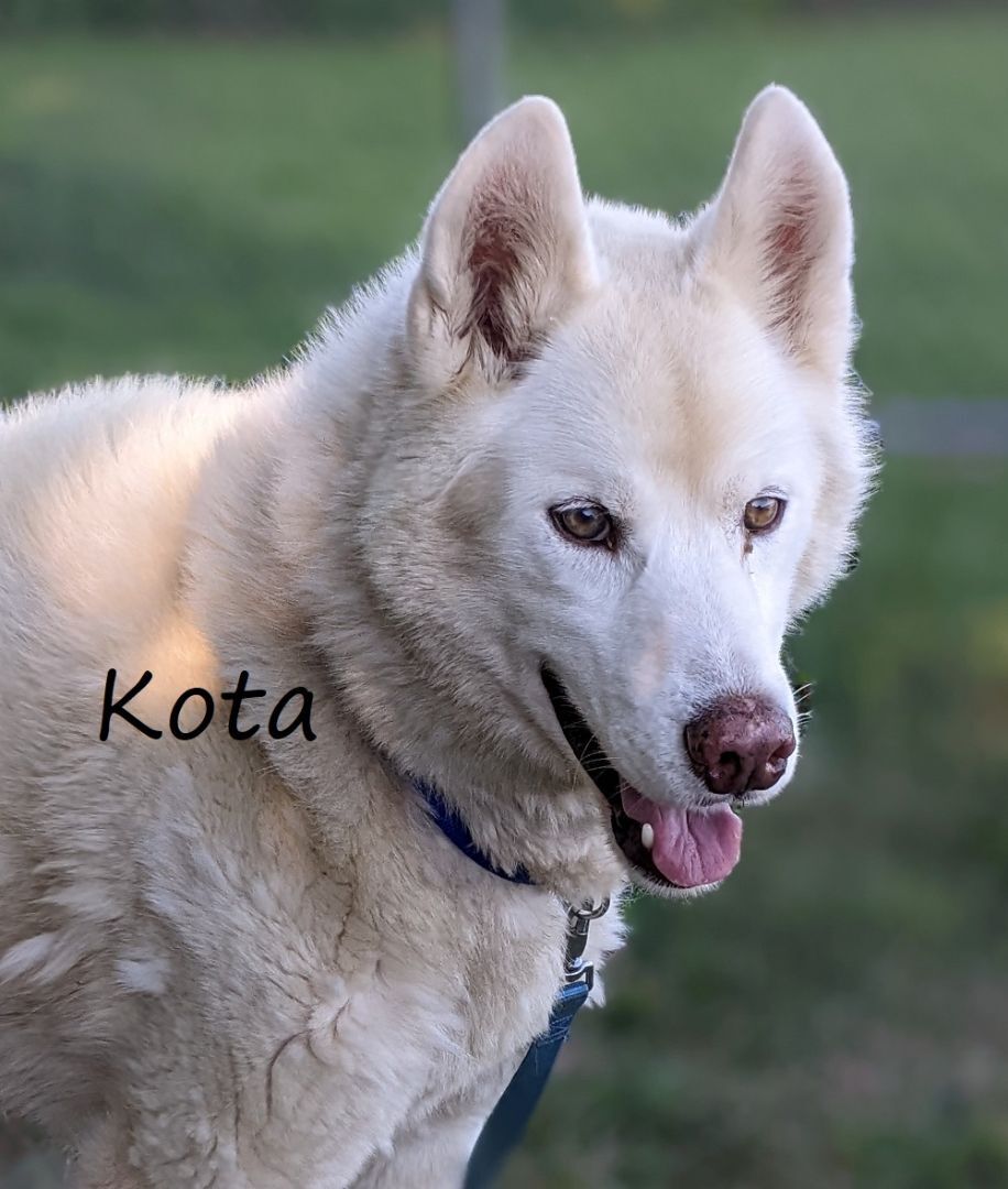 Kota