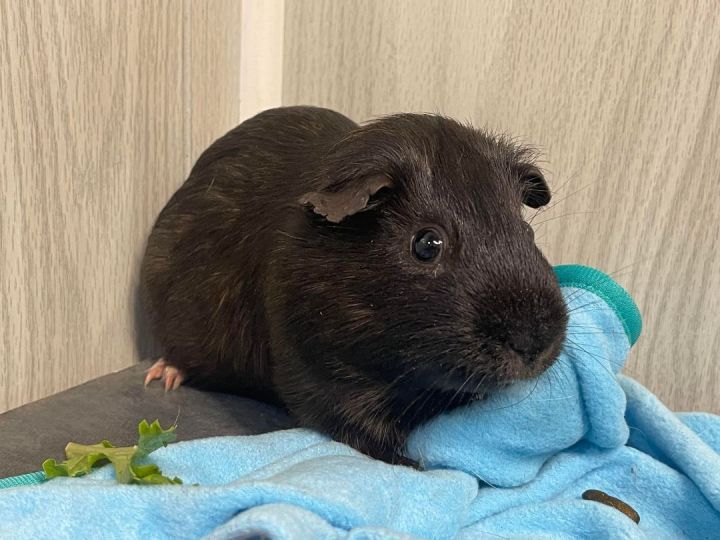 Jedi, an adoptable Guinea Pig in Troy, AL_image-1