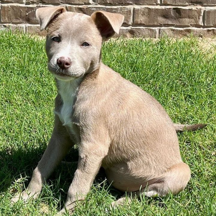 Avo, an adopted Labrador Retriever & Terrier Mix in Oklahoma City, OK_image-5