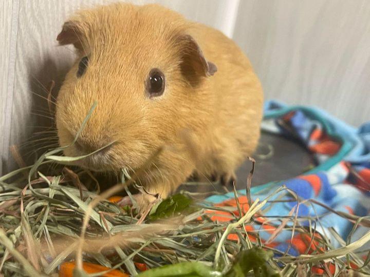 Peanut, an adoptable Guinea Pig in Troy, AL_image-1