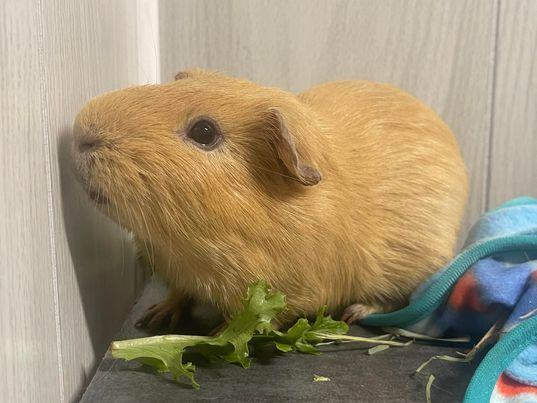 Peanut, an adoptable Guinea Pig in Troy, AL_image-2
