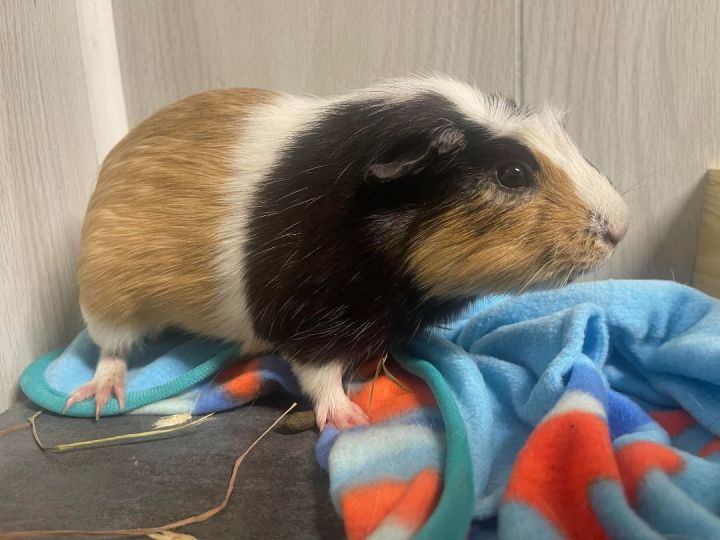 Zipper, an adoptable Guinea Pig in Troy, AL_image-1