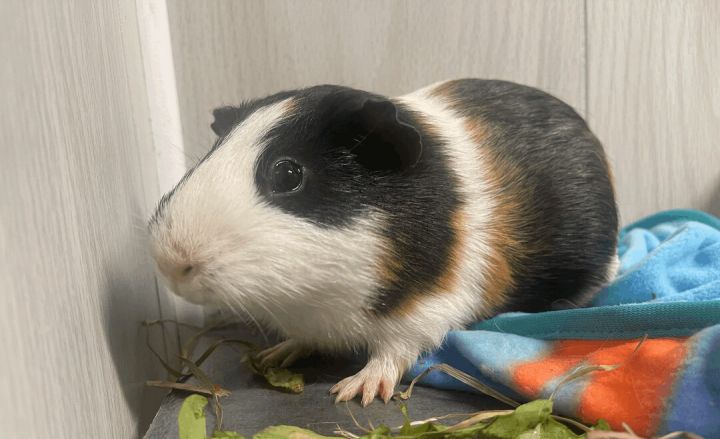 Gumbo, an adoptable Guinea Pig in Troy, AL_image-2