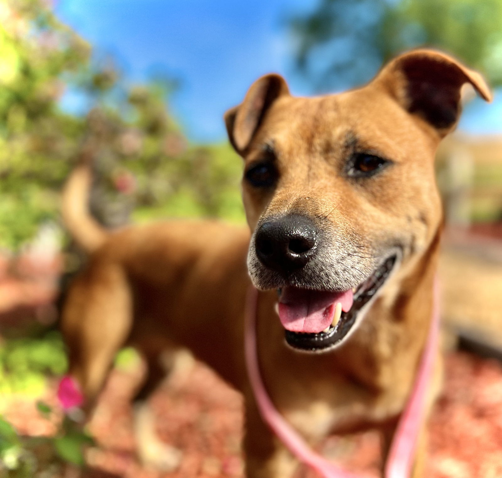 Charlotte Jun 22, an adoptable Shiba Inu, Pit Bull Terrier in Pacolet, SC, 29372 | Photo Image 1