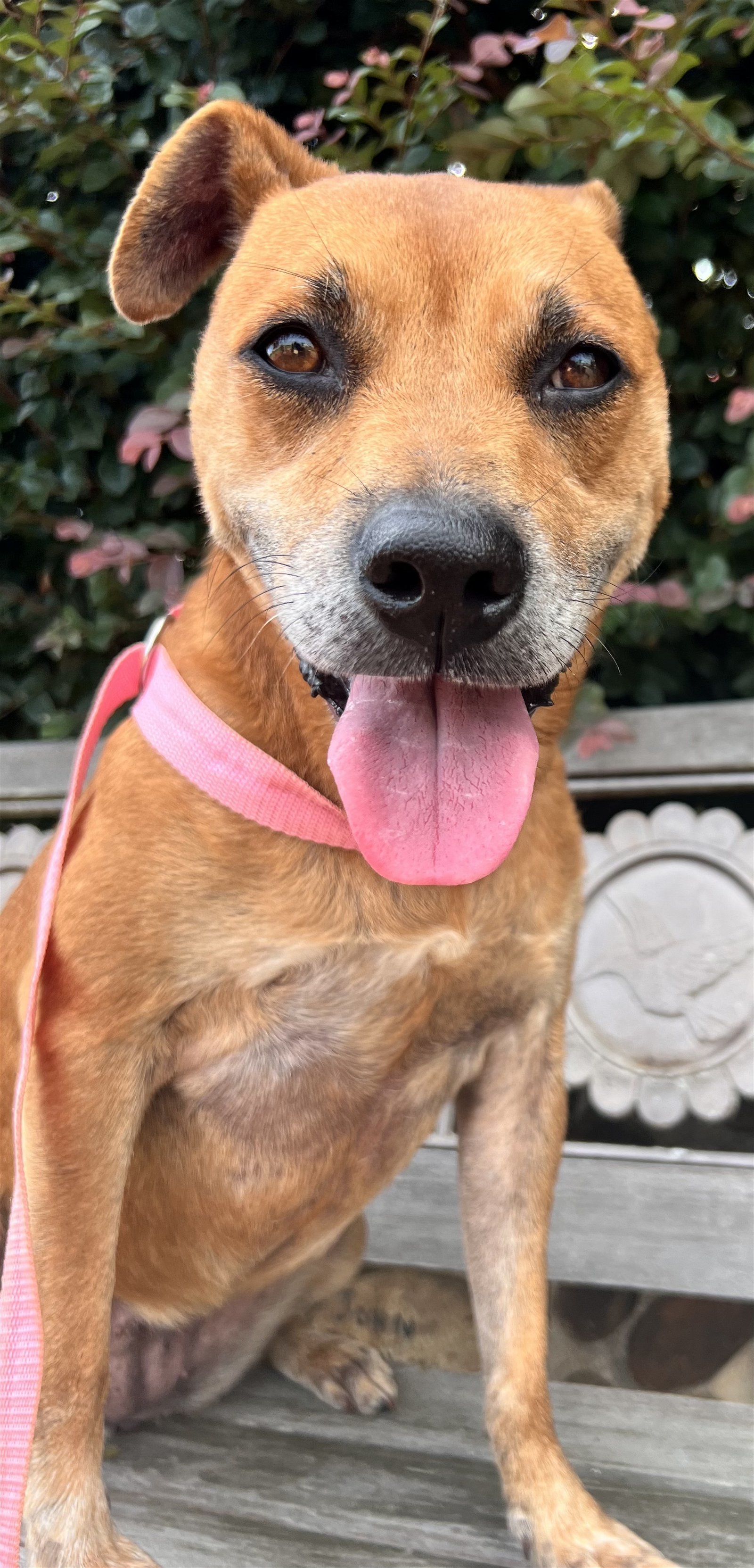 Dog for adoption - Charlotte Jun 22, a Shiba Inu & Pit Bull Terrier Mix in  Pacolet, SC | Petfinder