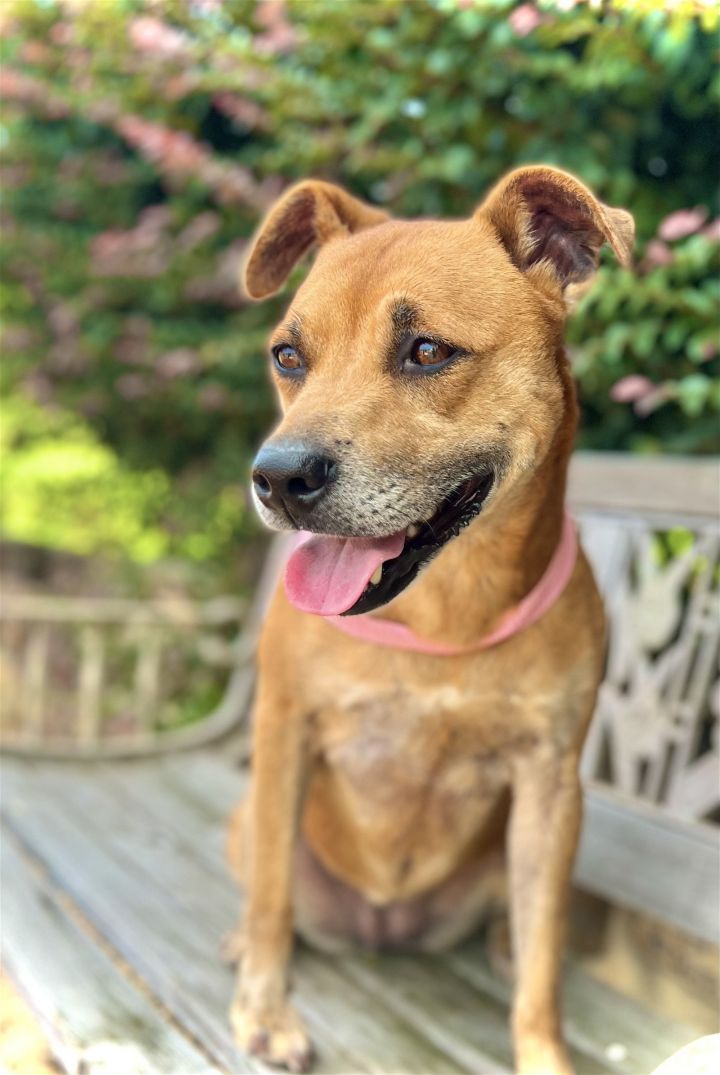 Shiba store pit mix