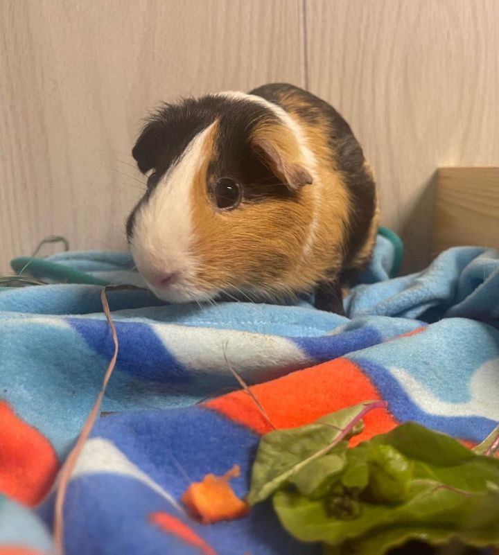 Pig Newton, an adoptable Guinea Pig in Troy, AL_image-1