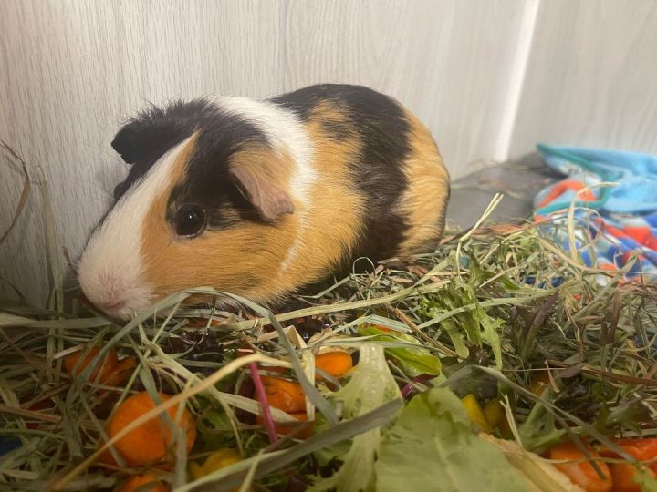 Pig Newton, an adoptable Guinea Pig in Troy, AL_image-2