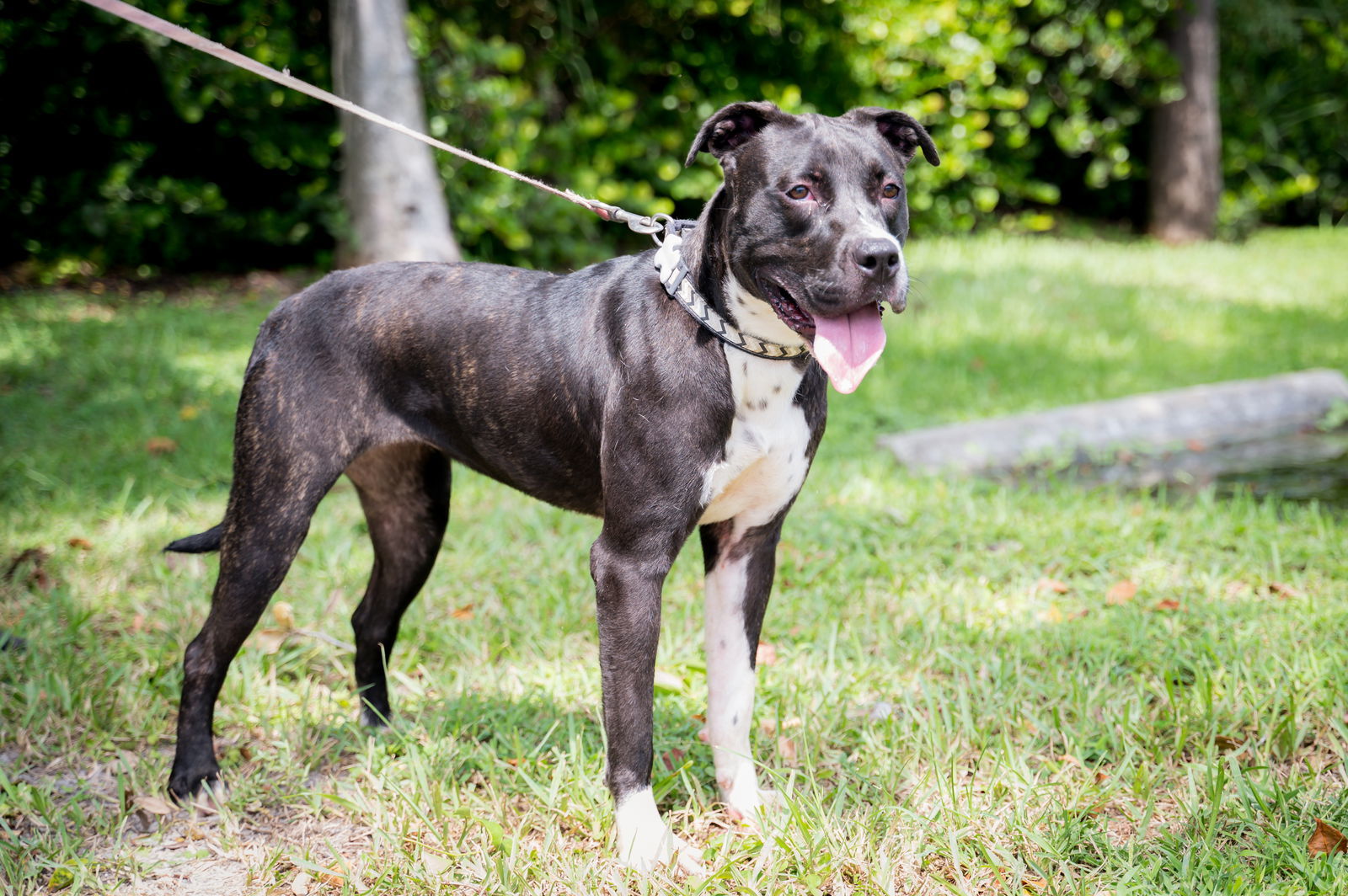 Fiona, an adoptable Terrier in Royal Palm Beach, FL, 33411 | Photo Image 1