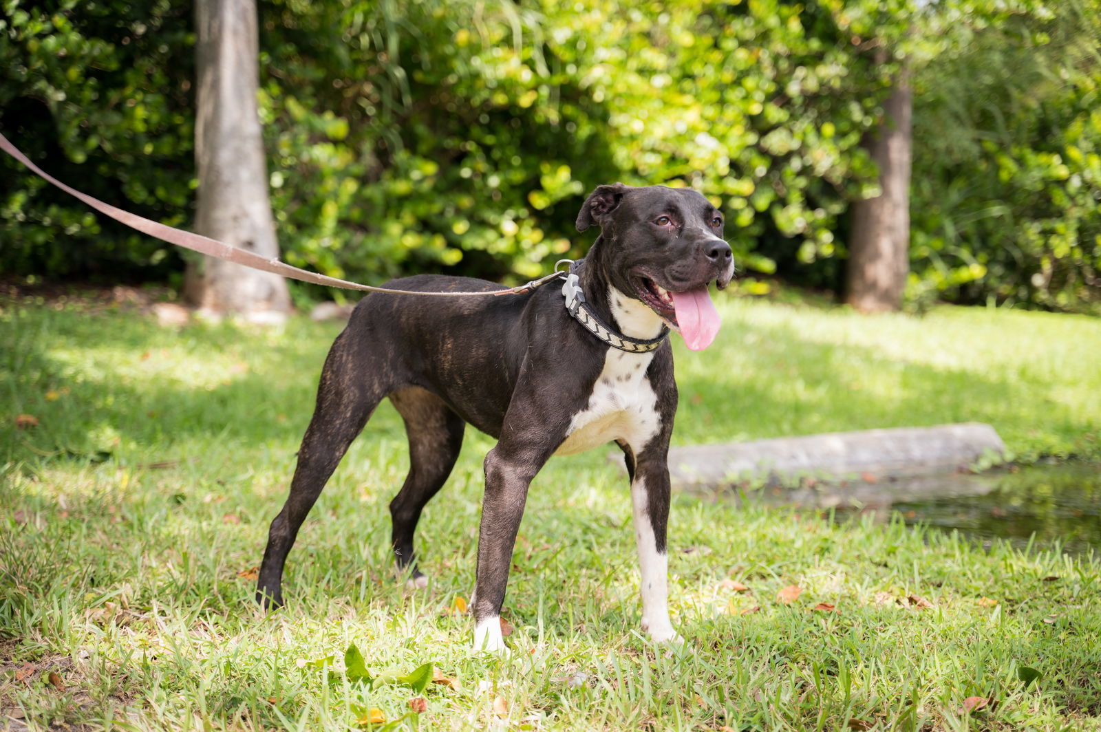 Fiona, an adoptable Terrier in Royal Palm Beach, FL, 33411 | Photo Image 2