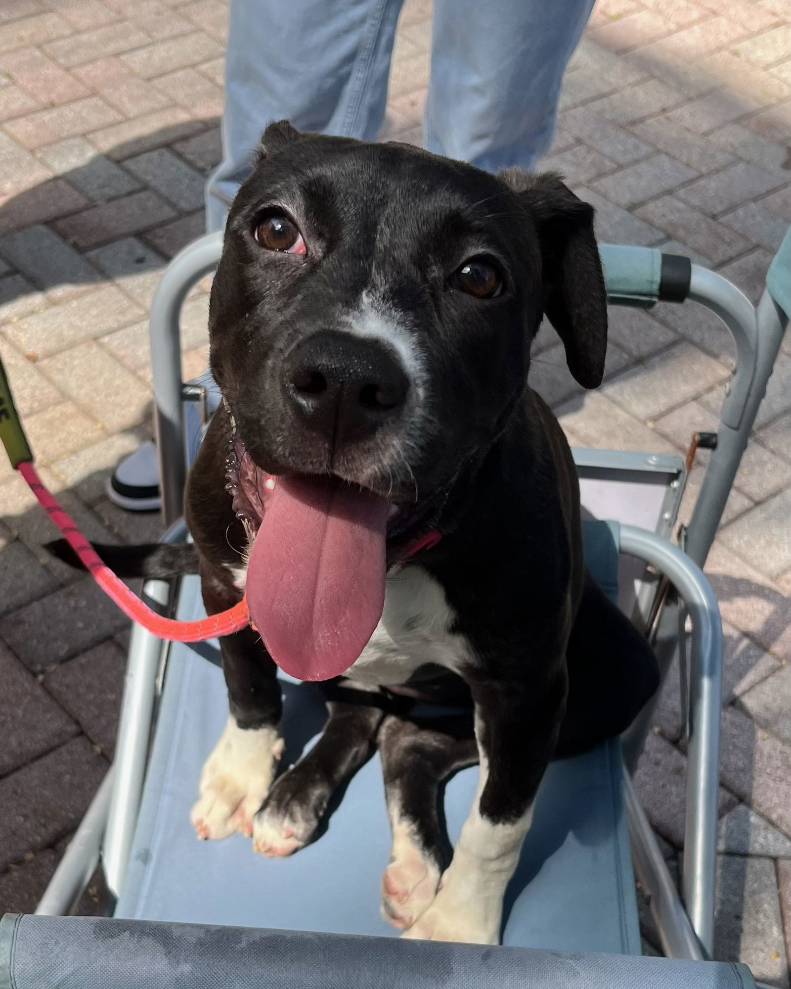 Fiona, an adoptable Terrier in Royal Palm Beach, FL, 33411 | Photo Image 3