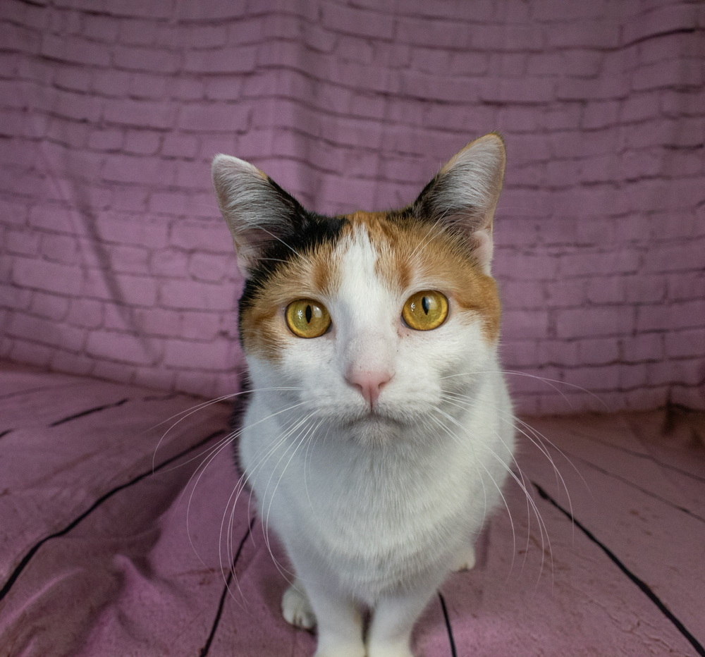 Miss Lizzy, an adoptable Domestic Short Hair in Richardson, TX, 75085 | Photo Image 2