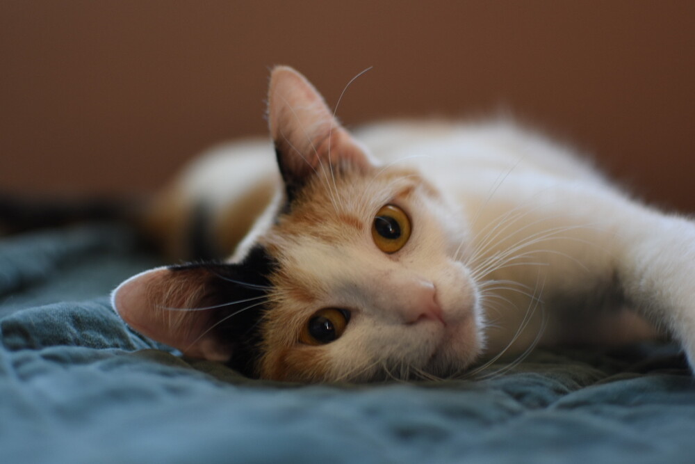 Miss Lizzy, an adoptable Domestic Short Hair in Richardson, TX, 75085 | Photo Image 6