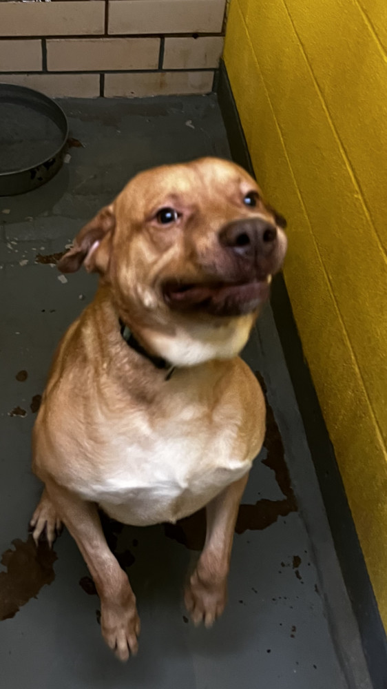Rolo