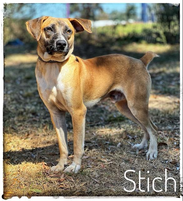 Stitch (Shepherd Siblings)