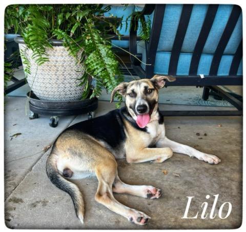 Lilo (Shepherd Siblings)