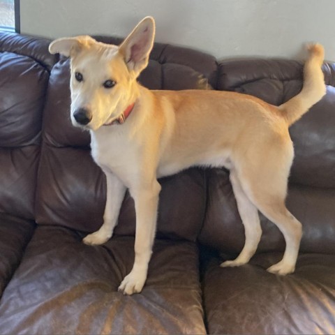 Manny, an adoptable Labrador Retriever in Ponca City, OK_image-1