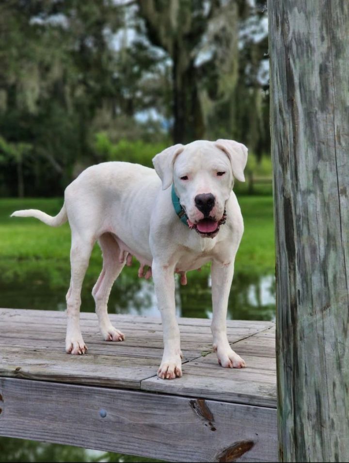 Alli, an adopted Dogo Argentino in Tampa, FL_image-4