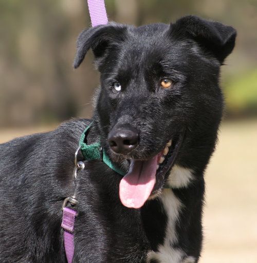 Dakota Fostered, an adoptable Husky in North Fort Myers, FL, 33917 | Photo Image 2