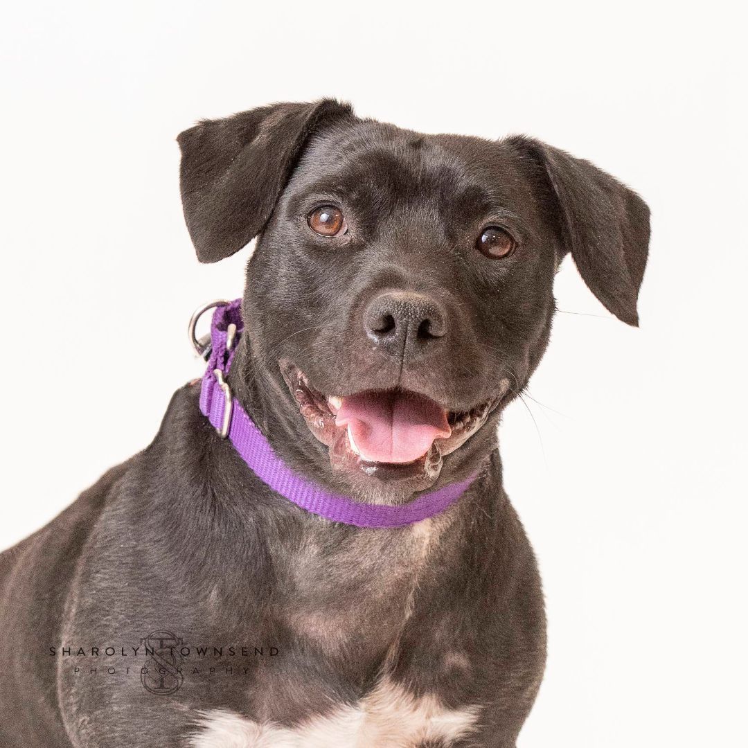 Pete, an adoptable Mixed Breed in Sonoma, CA, 95476 | Photo Image 2