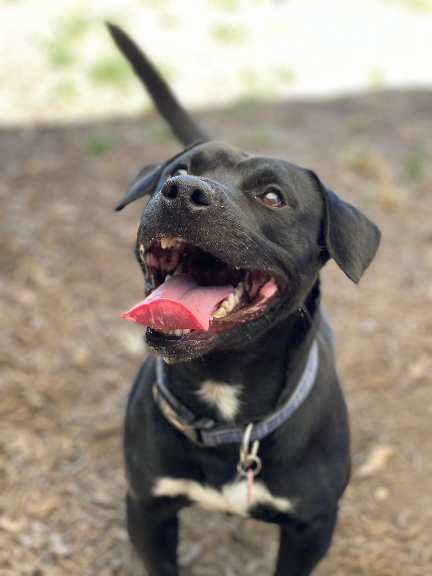 Pete, an adoptable Mixed Breed in Sonoma, CA, 95476 | Photo Image 1