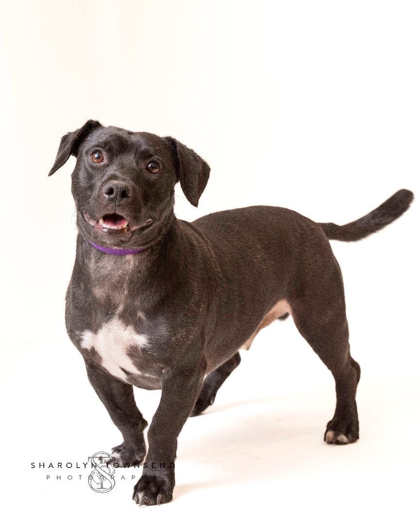 Pete, an adoptable Mixed Breed in Sonoma, CA, 95476 | Photo Image 3