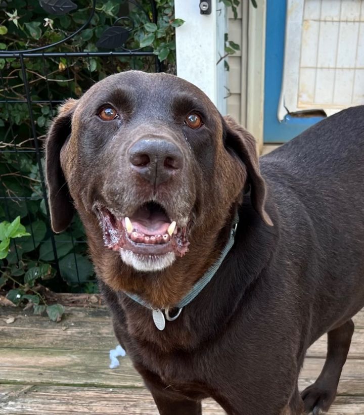 Luke, an adoptable Chocolate Labrador Retriever Mix in Canton, CT_image-2