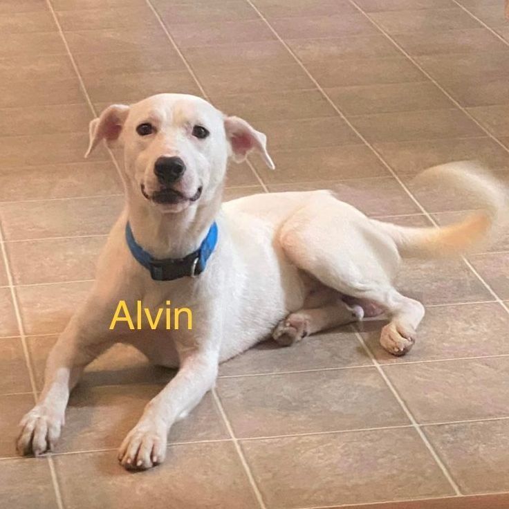 Alvin