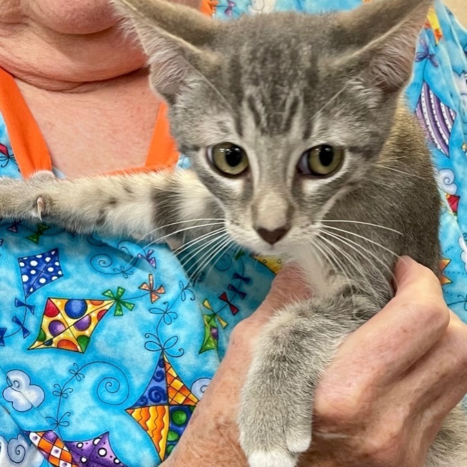 Ticky Tack, an adoptable Domestic Short Hair in Livingston, TX, 77351 | Photo Image 1