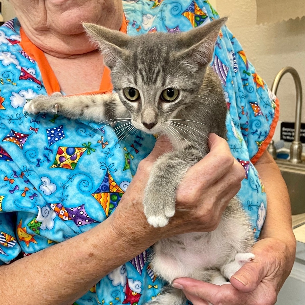 Ticky Tack, an adoptable Domestic Short Hair in Livingston, TX, 77351 | Photo Image 2