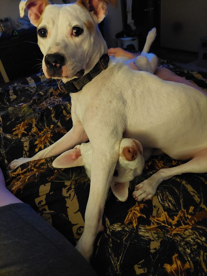 Gracie Ann 3