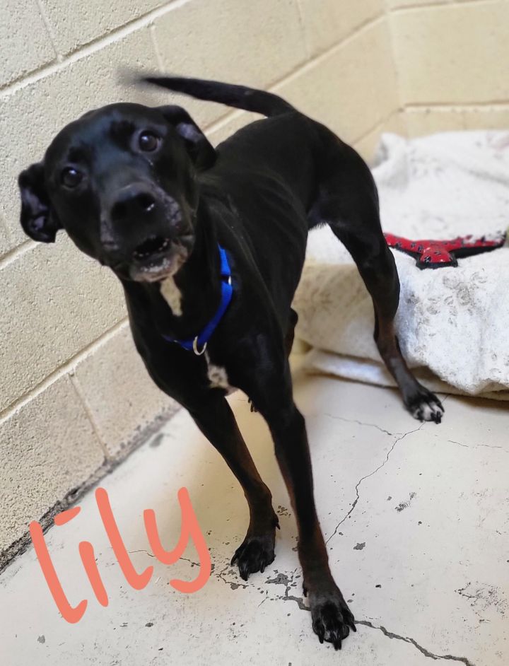 Lily aka Onyx  4