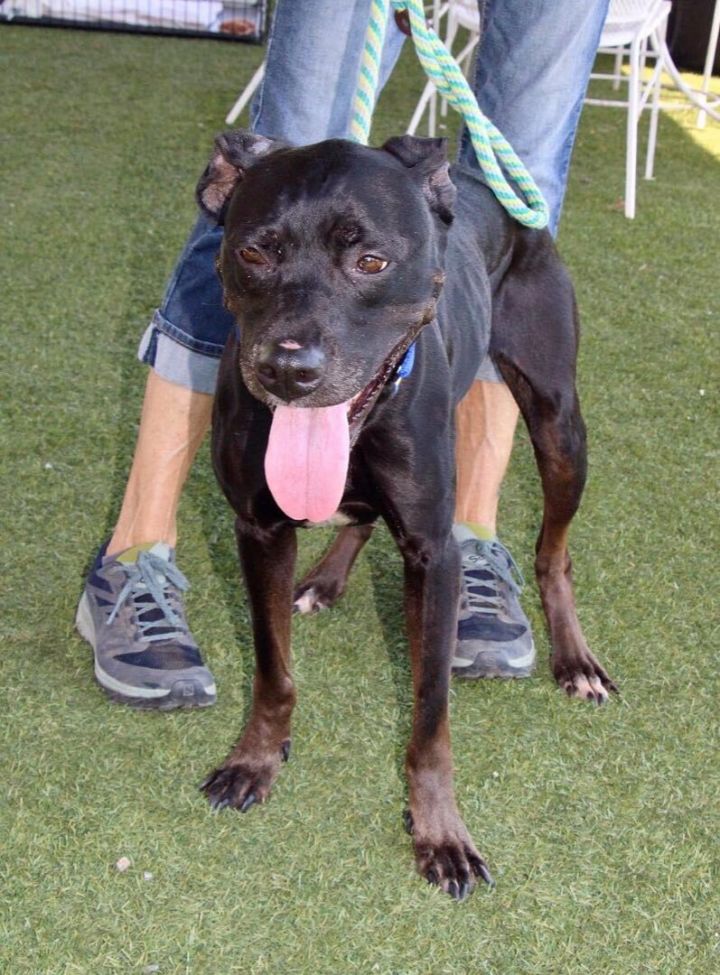 Lily aka Onyx  5