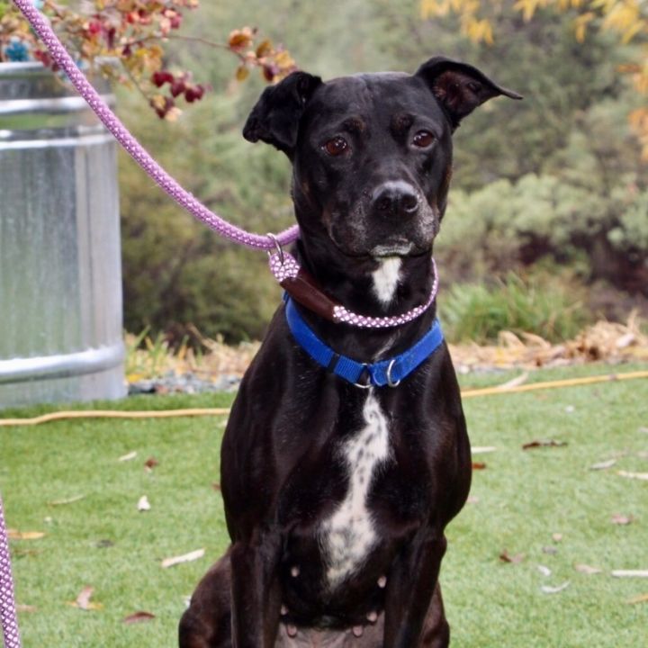 Lily aka Onyx  6
