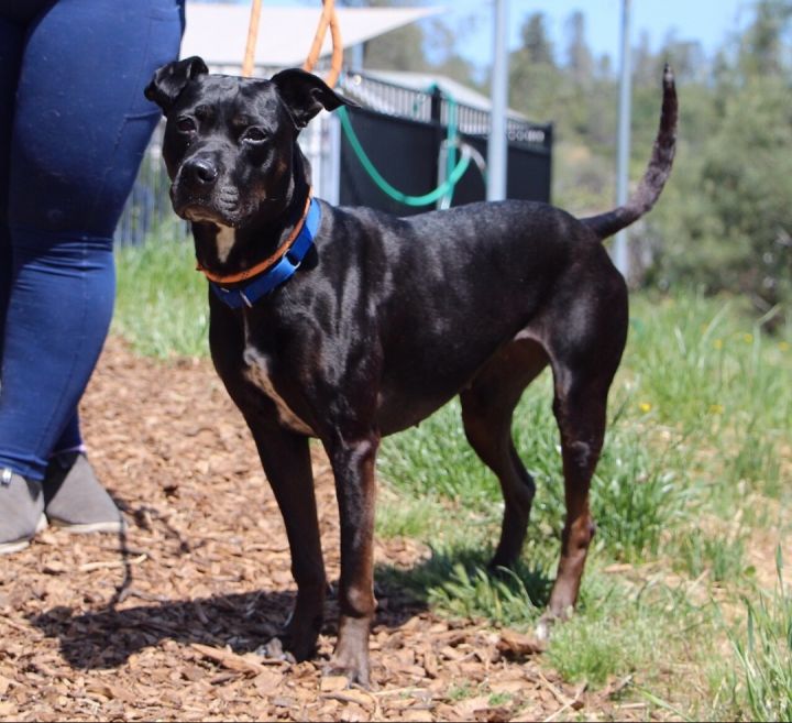 Lily aka Onyx , an adoptable Labrador Retriever Mix in Grass Valley, CA_image-1
