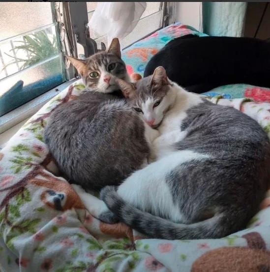 Cat for adoption - Hunter and Frankie (bonded brothers), a Domestic