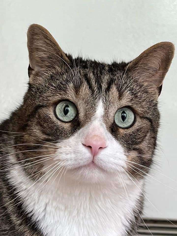 Tigger, an adoptable Domestic Short Hair & Tabby Mix in Toronto, ON_image-1