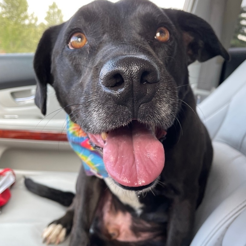 Buddy Holly- Georgia boy lookin for love, an adoptable Mixed Breed in Ferndale, WA, 98248 | Photo Image 1